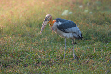 Greater Adjutant, Beautiful bird in Thailand.