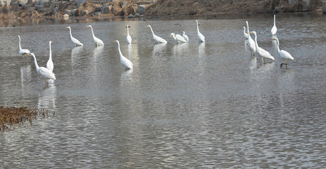 겨울냇가에 백로
