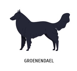 Groenendael or Belgian Shepherd