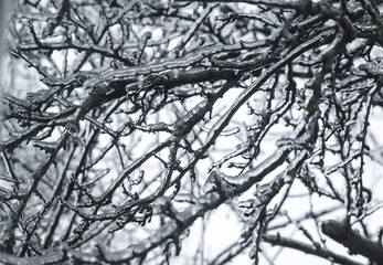 frozen branch with ice. Icicle. ice storm. selective focus