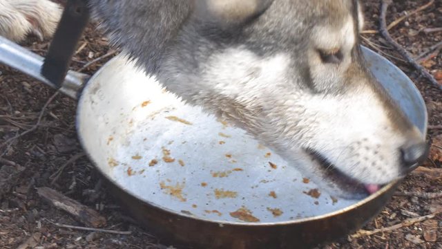 The dog licks an empty bowl. West Siberian Laika