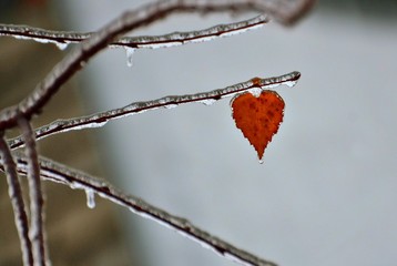 The last leaf on the tree from which all the leaves have already fallen.
