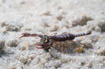 Scorpio holds a fly caught with claws and stings it with a sting, close-up