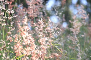 flowers in the garden