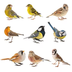 Fotobehang Set van kleine zangvogels geïsoleerd op witte achtergrond © Tatiana