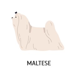 Maltese