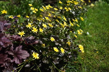 Fototapeta premium yellow flowers in garden