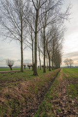 Dutch polder landscape with tall poplar trees and pollard willows along a country road. The photo was taken in the Oranjepolder, North Brabant at the end of a sunny day in the winter season.