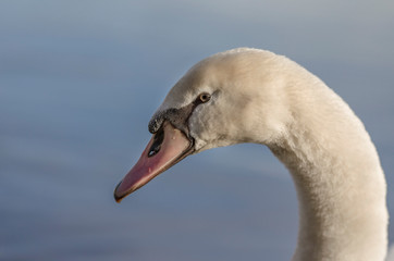 Höckerschwan 3