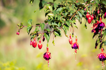 red berries on a branch