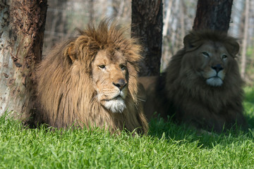 Double Lion