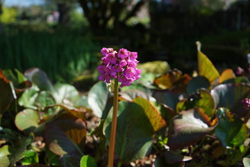 purple flower