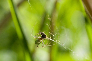 Spider in the forest on the web. Beautiful background