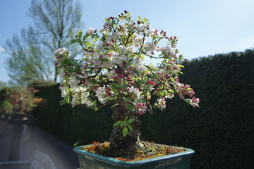 bonzai tree with blossom
