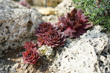 red desert plant