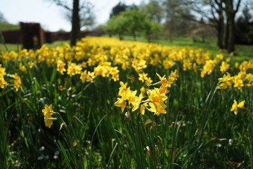 field of daffodils 