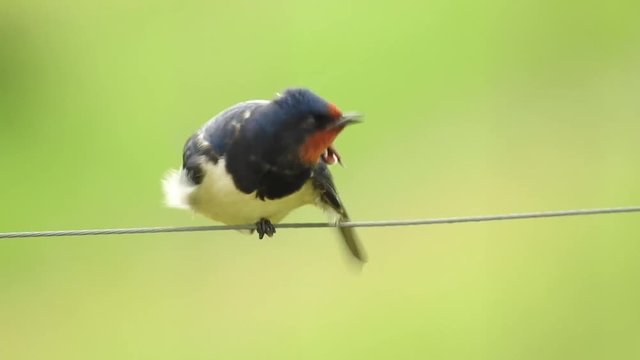 Rauchschwalbe&nbsp;(Hirundo rustica)