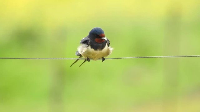Rauchschwalbe&nbsp;(Hirundo rustica)