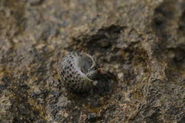Hermit crab in a shell on the rock. Adriatic Sea, Istria, Croatia, summer
