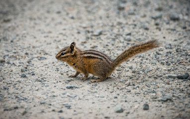 chipmunk