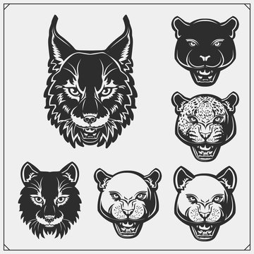 The emblems with bobcat, lion, panther and leopard for a sport team. Design for t-shirt.