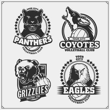 Sef of volleyball badges, labels and design elements. Sport club emblems with grizzly bear, panther, coyote and eagle. Print design for t-shirts.