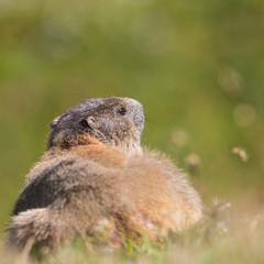back view groundhog marmot (marmota monax) in grassland, sunshine