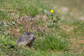 Naklejka na ściany i meble marmot (marmota monax) hiding in green grassland, sunshine