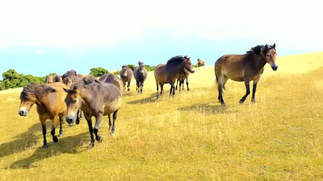 Caballos en libertad