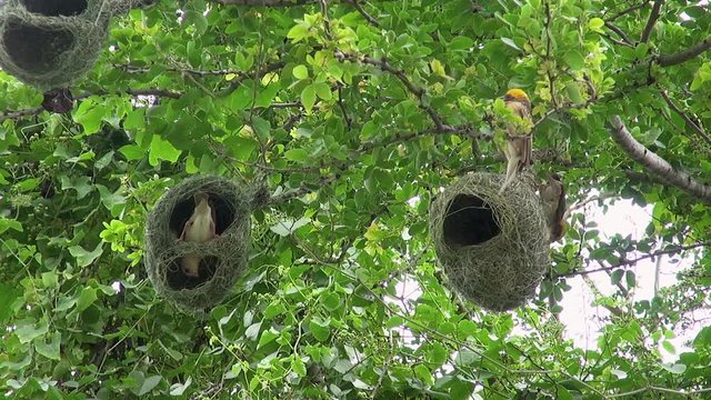 A busy Baya Weaver Bird (Ploceus philippinus) colony seen from below.