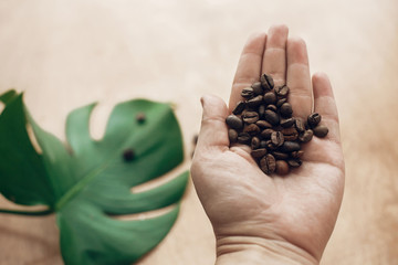 Roasted coffee beans in hand on background of wood with green leaves in light. Gathering coffee...