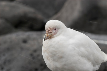 Snowy Sheathbill , Chionis Alba on ice, Paulet Island, Antartica