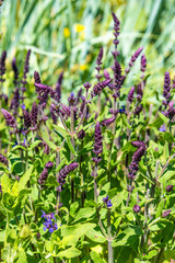 Flowering sage close up