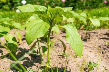 Sunflower sprouts on a bed close up