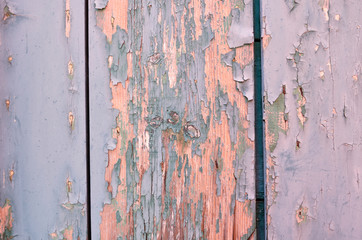 Old wood light blue and green. Weathered cracked paint on a wooden wall. Grunge background.