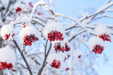 Snow-covered mountain ash