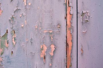 Weathered wood. Cracked paint on a wooden wall. Grunge background. Weathered wood light blue and green