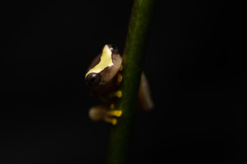 Young hourglass tree frog climbin on a plant at night