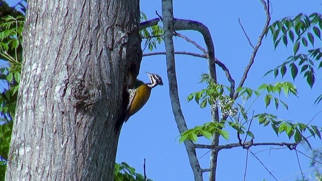 Common Flameback or Common Goldenback Woodpecker (Dinopium javanense), works on its hole in a tree trunk.