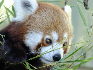 red panda eating a bamboo
