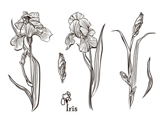 Iris flowers in the style of engraving. Collection of illustrations. Elements for menu, greeting cards, wrapping paper, cosmetics packaging, labels, tags, posters etc. Vector illustration  isolated on