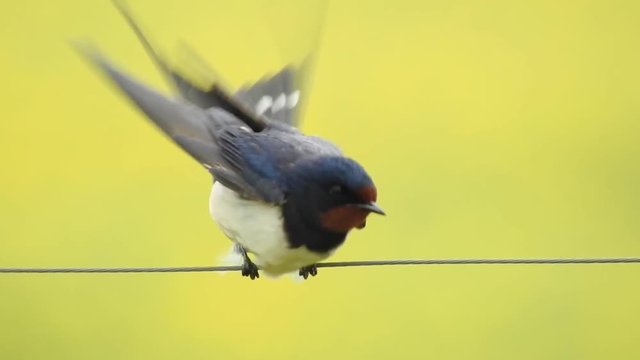 Rauchschwalbe&nbsp;(Hirundo rustica)