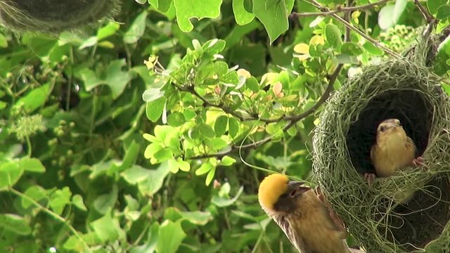 A male Baya Weaver Bird (Ploceus philippinus) tries his hand at property sales, but the female doesn't seem to be completely sold yet.