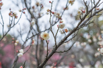 Spring plum blossoms are in full bloom