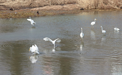 겨울냇가에 백로