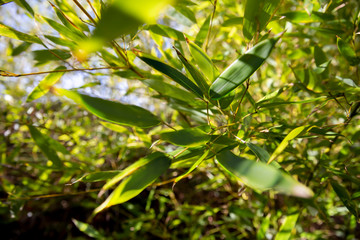 Close up from a bamboo tree