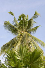 tall jungle palm tree