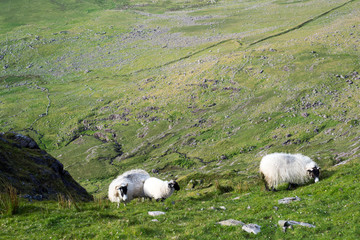 sheep grazing at a scenic view