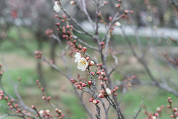 Spring plum blossoms are in full bloom
