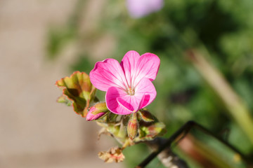 Fototapeta na wymiar Pink geranium flower in a garden during spring